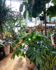 Plant Shop Chicago