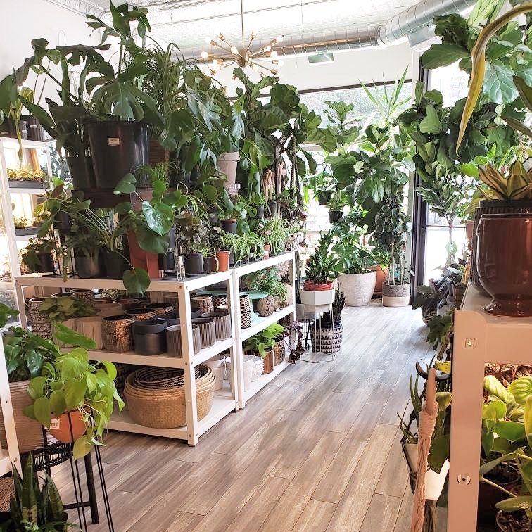 The Plant Salon