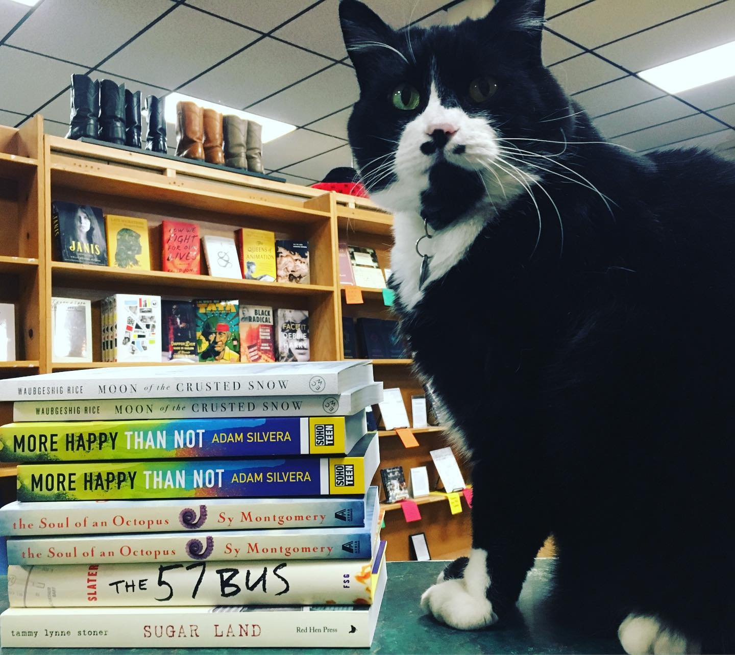 King's Books shop cat