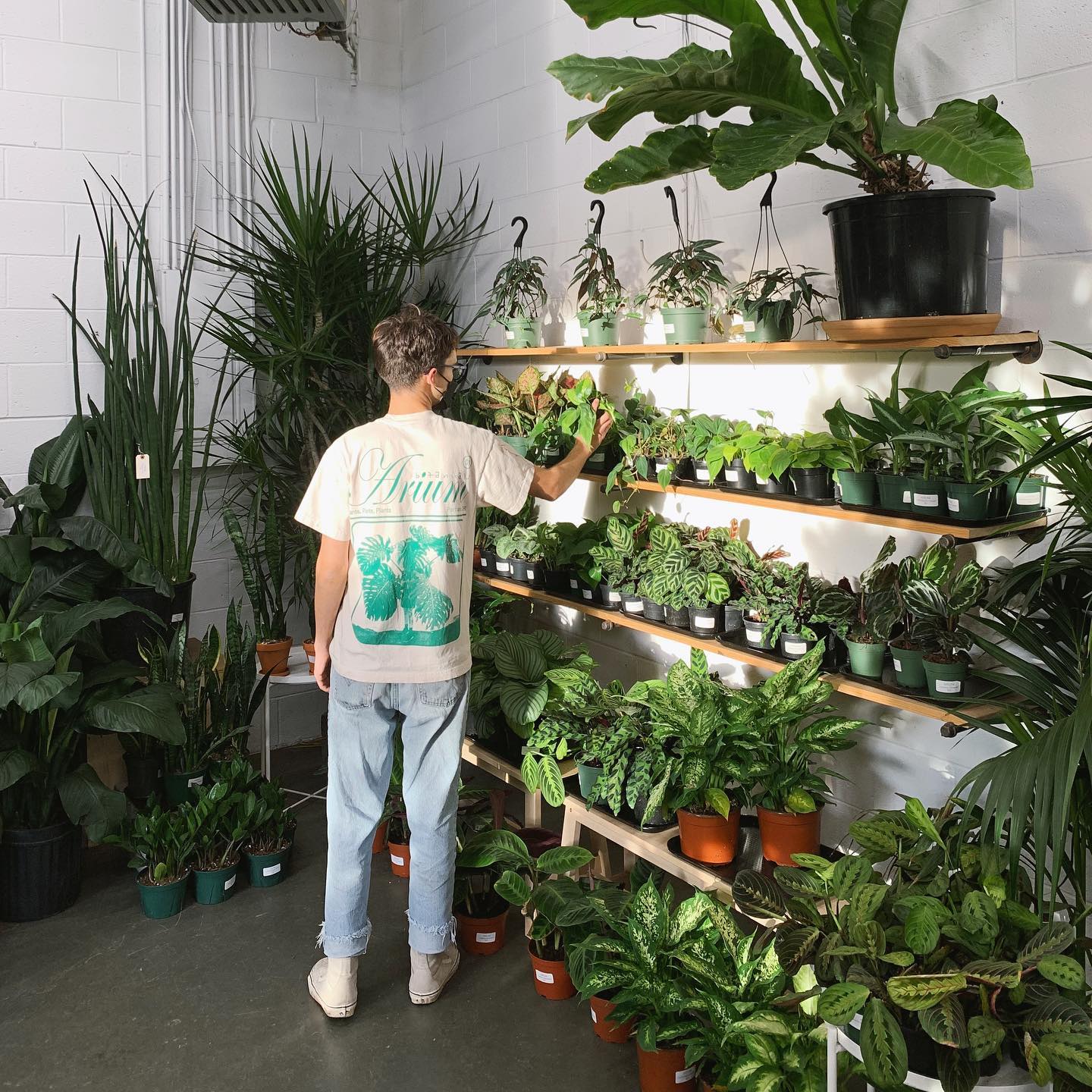 Shelves full of plants for sale