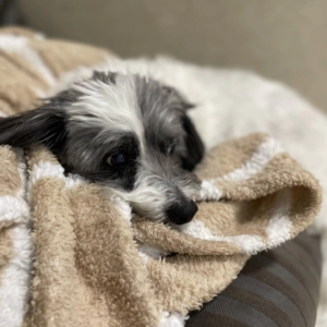 A small dog sleeping inside at Fetch Me Later