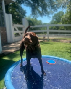 A large dog playing outside at Fetch Me Later