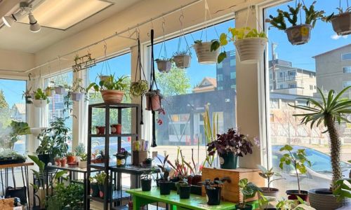 Fancy Plants Seattle - Feature