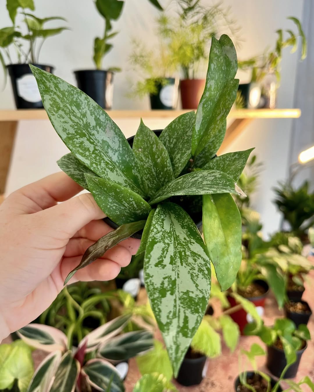 Fancy Plants Seattle - Plant